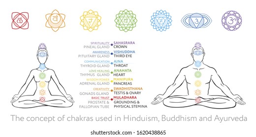 Chakras set of human body - vector drawing Sahasrara, Ajna, Vishuddha, Anahata, Manipura, Svadhisthana, Muladhara with text about his glands. Man and woman in asana padmasana. Ayurveda, Hinduism.