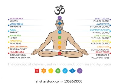 Chakras system with glands of human body - used in Buddhism and Ayurveda. For design, associated with yoga. Vector Sahasrara, Ajna, Vishuddha, Anahata, Manipura, Swadhisthana, Muladhara, symbol Om