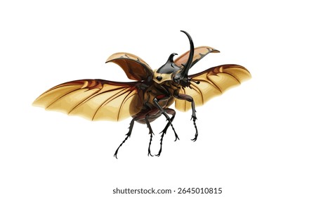 Chalcosoma Atlas (Atlas Beetle) Mid-Flight With Wings Spread, Isolated on White Background
