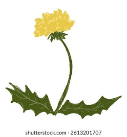 Chalk or crayon dandelion wild flower. Botanic blossom floral stem branch with leaves. Hand drawn garden meadow yellow wildflower plant. Freehand vintage pencil textured vector illustration isolated