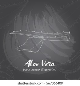 chalk drawing of Aloe Vera.