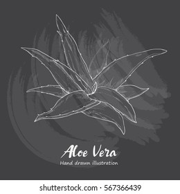 chalk drawing of Aloe Vera.