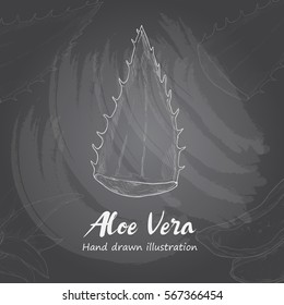 chalk drawing of Aloe Vera.