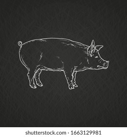 Chalk drawing of farm domestic animals - pig character, vector sketch illustration isolated on black background. Pork meat for butcher shop and restaurants menu icon.