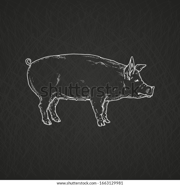 Chalk drawing of farm\
domestic animals - pig character, vector sketch illustration\
isolated on black background. Pork meat for butcher shop and\
restaurants menu icon.