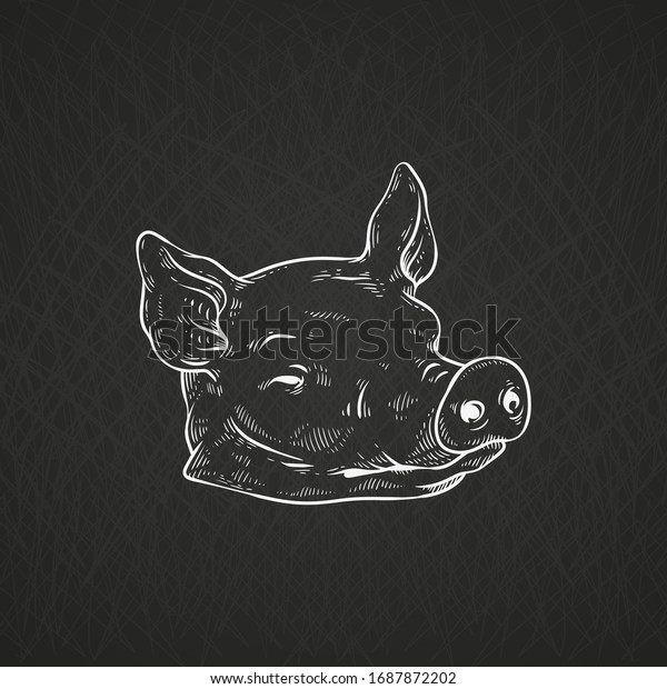 Chalk drawing of pig or
piglet severed head, vector cartoon sketch illustration isolated on
black background. Pork meat for butcher shop and restaurants menu
emblem.
