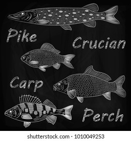 A chalk drawing, a sketch of a river fish on a blackboard. Pike, crucian carp, carp, perch. Vector illustration