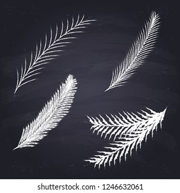 Chalk drawn spruce branch on chalkboard background.