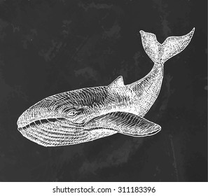 Chalk drawn whale on black board. Vector illustration