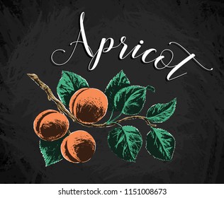 Chalk effect apricot vector illustration. colorful apricot fruit.