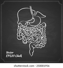 chalk painted alimentary system vector illustration
