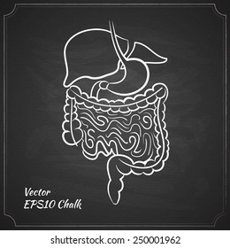 chalk painted alimentary system vector illustration