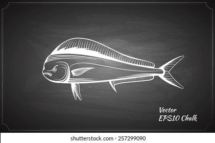 chalk painted dorado fish on the black chalkboard vector illustration