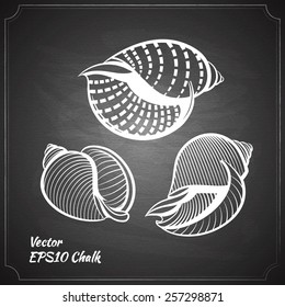 chalk painted seashells set on the black chalkboard vector illustration
