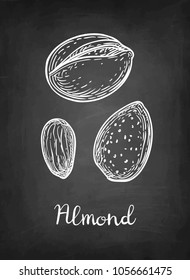 Chalk sketch of almond on blackboard background. Hand drawn vector illustration. Retro style.