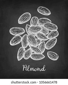 Chalk sketch of almond on blackboard background. Hand drawn vector illustration. Retro style.