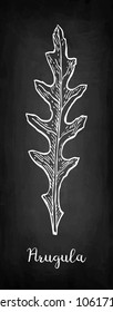 Chalk sketch of arugula on blackboard background. Hand drawn vector illustration. Retro style.
