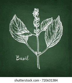 Chalk sketch of basil on blackboard background. Hand drawn vector illustration. Retro style.