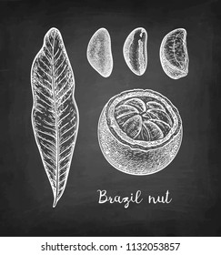 Chalk sketch of Brazil nut on blackboard background. Hand drawn vector illustration. Retro style.