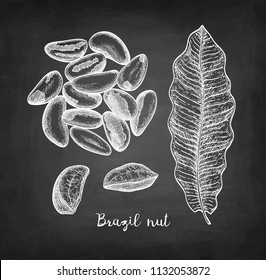 Chalk sketch of Brazil nut on blackboard background. Hand drawn vector illustration. Retro style.