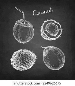 Chalk sketch of coconuts on blackboard background. Hand drawn vector illustration. Vintage style.