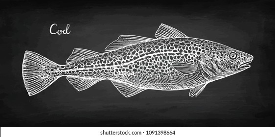 Chalk sketch of cod fish on blackboard background. Hand drawn vector illustration. Retro style.