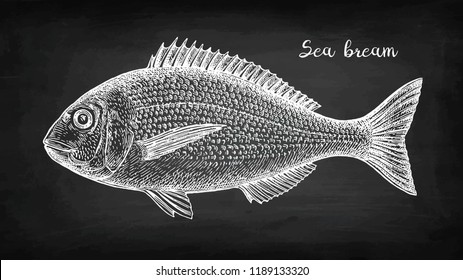 Chalk sketch of gilt-head sea bream. Hand drawn vector illustration of fish on blackboard background. Retro style.