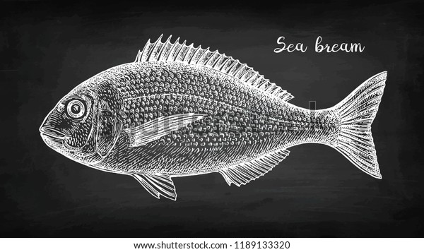 Chalk sketch\
of gilt-head sea bream. Hand drawn vector illustration of fish on\
blackboard background. Retro\
style.