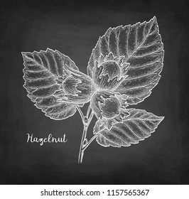 Chalk sketch of hazelnut on blackboard background. Hand drawn vector illustration. Retro style.