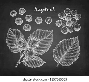 Chalk sketch of hazelnut on blackboard background. Hand drawn vector illustration. Retro style.