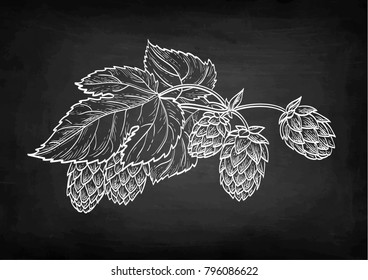 Chalk sketch of hops on blackboard background. Hand drawn vector illustration. Retro style.
