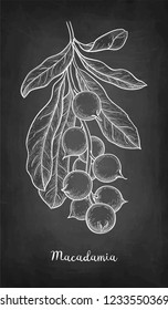 Chalk sketch of Macadamia branch. Hand drawn vector illustration of nut on blackboard background. Retro style.