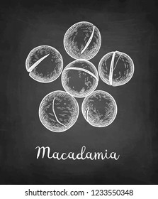 Chalk sketch of Macadamia. Hand drawn vector illustration on blackboard background. Retro style.
