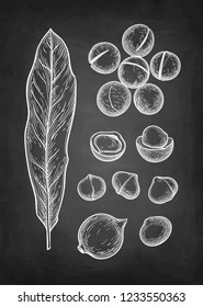 Chalk sketch of Macadamia. Hand drawn vector illustration of nut on blackboard background.. Retro style.