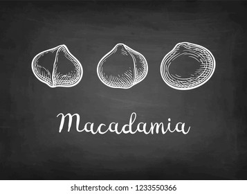 Chalk sketch of Macadamia. Hand drawn vector illustration on blackboard background. Retro style.