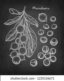 Chalk sketch of Macadamia. Hand drawn vector illustration of nut on blackboard background.. Retro style.