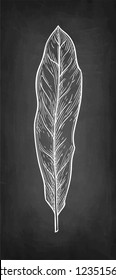 Chalk sketch of Macadamia leaf. Hand drawn vector illustration on blackboard background. Retro style.