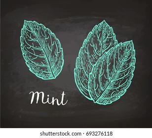 Chalk sketch of mint leaves on blackboard background. Hand drawn vector illustration. Retro style.