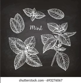 Chalk sketch of mint on blackboard background. Hand drawn vector illustration. Retro style.