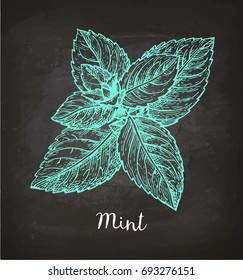 Chalk sketch of mint on blackboard background. Hand drawn vector illustration. Retro style.