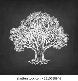 Chalk sketch of oak without leaves on blackboard background. Winter tree. Hand drawn vector illustration. Retro style.