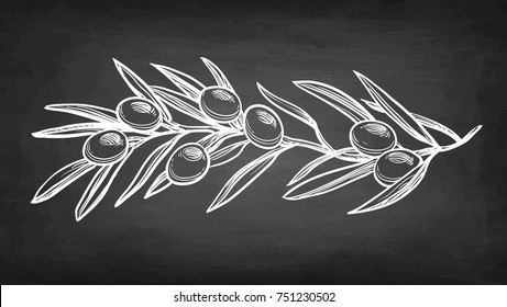 Chalk sketch of olive branch on blackboard background. Hand drawn vector illustration. Retro style.