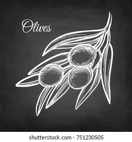 Chalk sketch of olive branch on blackboard background. Hand drawn vector illustration. Retro style.