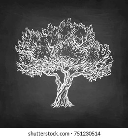 Chalk sketch of olive tree on blackboard background. Hand drawn vector illustration. Retro style.