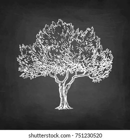 Chalk sketch of olive tree on blackboard background. Hand drawn vector illustration. Retro style.