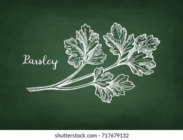 Chalk sketch of parsley on blackboard background. Hand drawn vector illustration. Retro style.