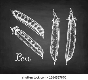 Chalk sketch of pea on blackboard background. Hand drawn vector illustration. Retro style.