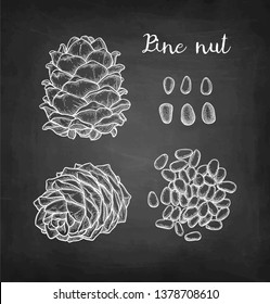 Chalk sketch of pine nut on blackboard background. Hand drawn vector illustration. Retro style. 