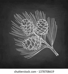 Chalk sketch of pine nut on blackboard background. Hand drawn vector illustration. Retro style. 