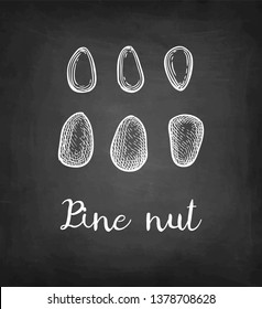 Chalk sketch of pine nut on blackboard background. Hand drawn vector illustration. Retro style. 